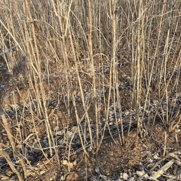 紫丁香大叶丁香丁香大堆爆马丁香