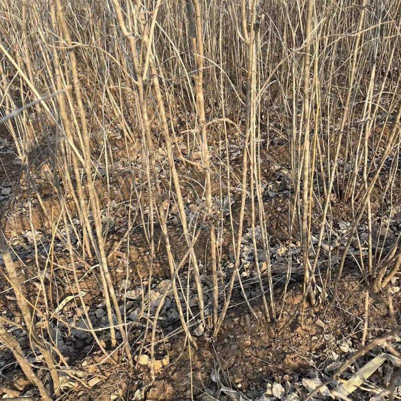 紫丁香大叶丁香丁香大堆爆马丁香