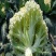 花菜种子有机花菜种子花椰菜高产耐热抗寒春夏秋三季蔬菜种孑