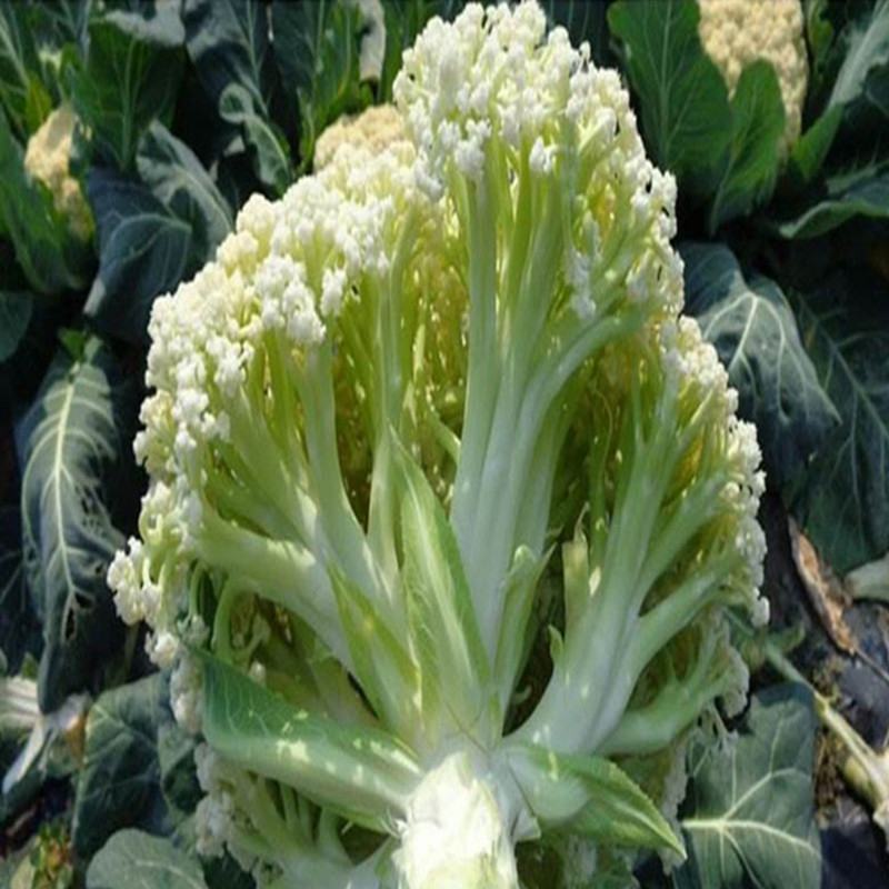花菜种子有机花菜种子花椰菜高产耐热抗寒春夏秋三季蔬菜种孑