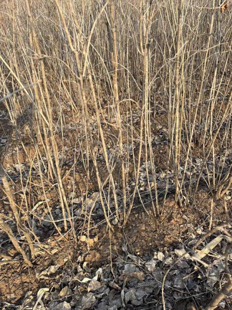 紫丁香大叶丁香丁香大堆爆马丁香