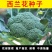 西兰花种子绿色西兰花种籽蔬菜高产四季播种特好吃花椰菜青花