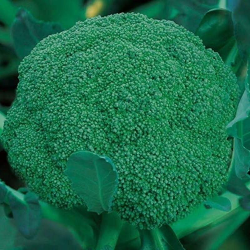 西兰花种子绿色西兰花种籽蔬菜高产四季播种特好吃花椰菜青花