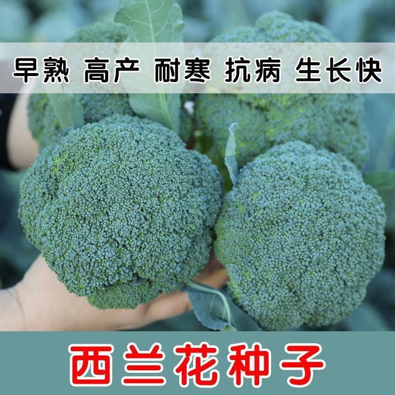 西兰花种子绿色西兰花种籽蔬菜高产四季播种特好吃花椰菜青花