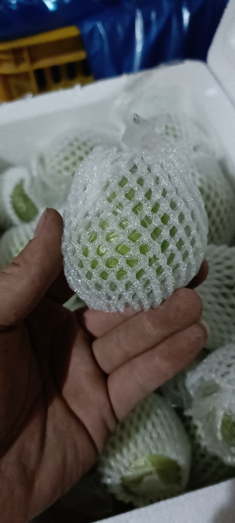 （实力供货）福建台湾牛奶枣贵妃枣大青枣鲜枣，货源充足