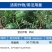 10%苯醚甲环唑10克小包杀菌彻底安全性高