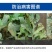 10%苯醚甲环唑10克小包杀菌彻底安全性高