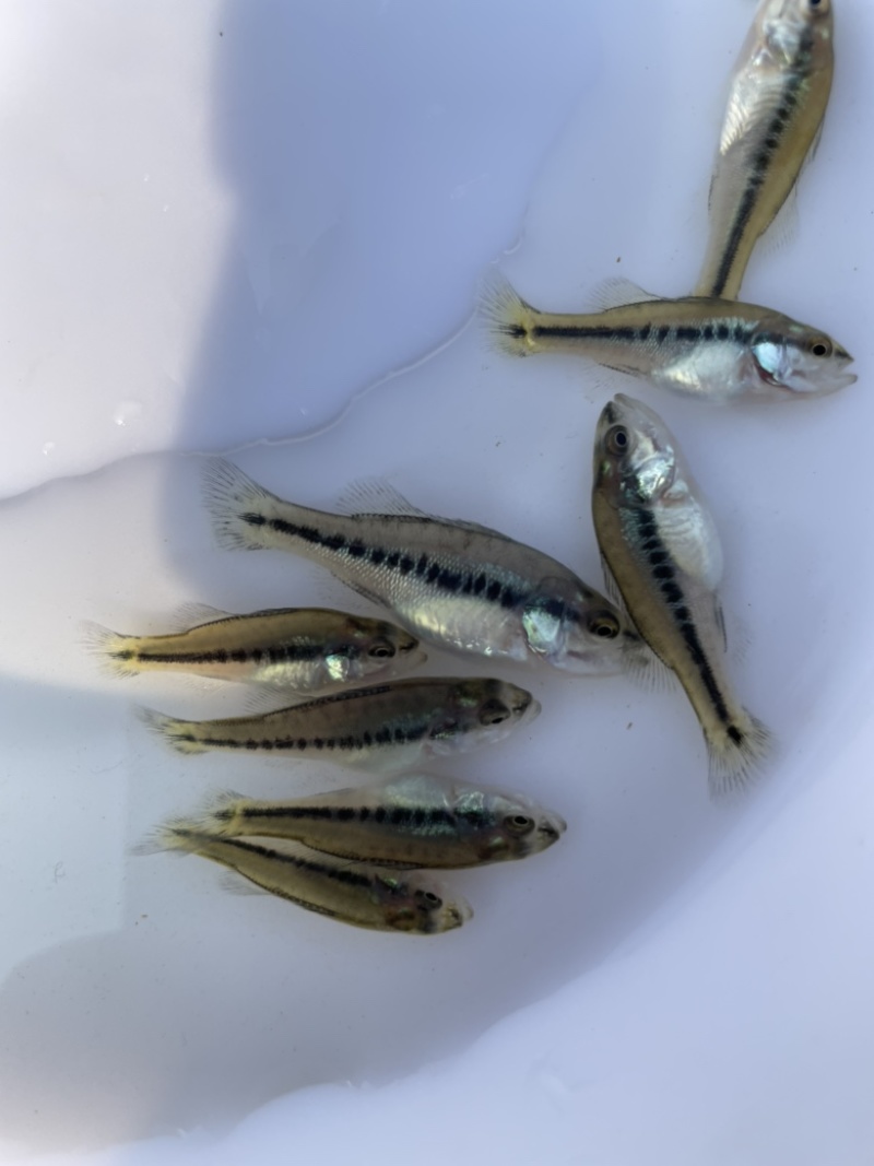 广东优质鲈鱼水花鲈鱼苗加州鲈鱼苗训料加州鲈鱼苗