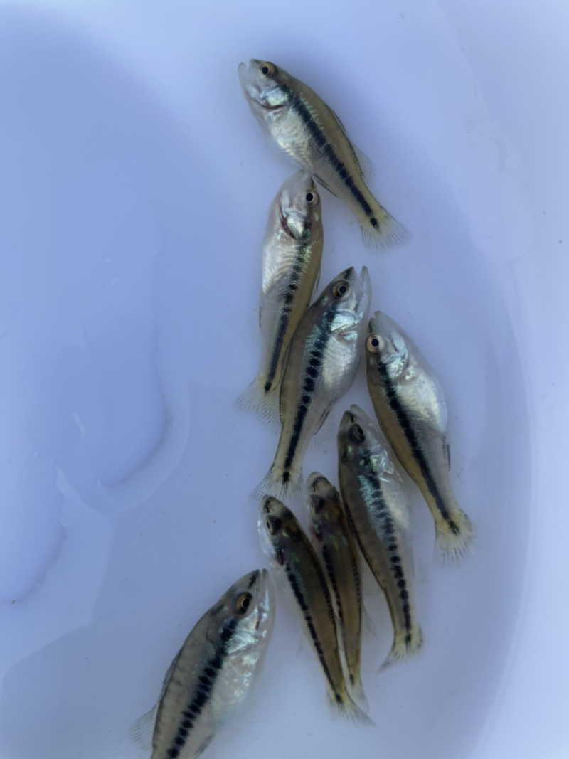 广东优质鲈鱼水花鲈鱼苗加州鲈鱼苗训料加州鲈鱼苗