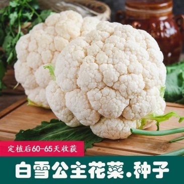 花菜种子白雪公主花菜种子农家易种植早熟洁白球紧花菜种子