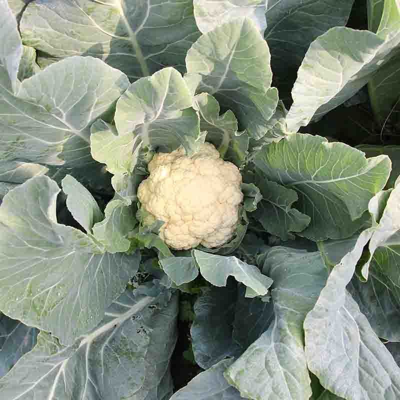 花菜种子白雪公主花菜种子农家易种植早熟洁白球紧花菜种子