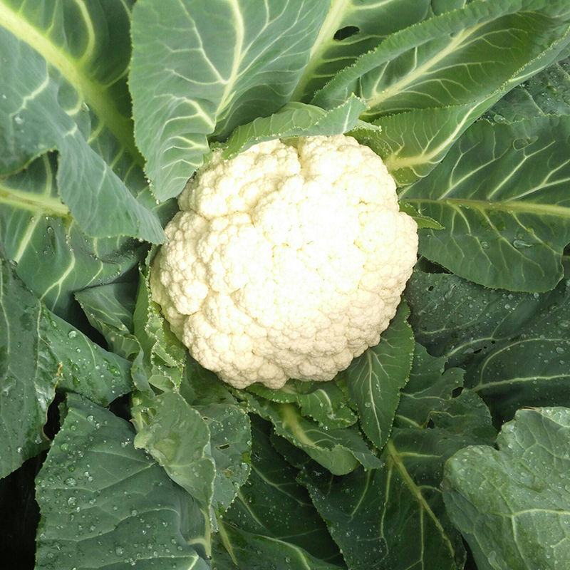 花菜种子白雪公主花菜种子农家易种植早熟洁白球紧花菜种子