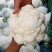 花菜种子白雪公主花菜种子农家易种植早熟洁白球紧花菜种子