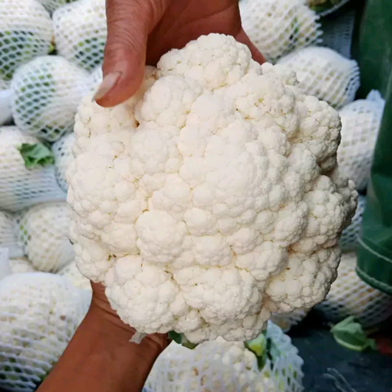 花菜种子白雪公主花菜种子农家易种植早熟洁白球紧花菜种子