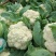 花菜种子白雪公主花菜种子农家易种植早熟洁白球紧花菜种子