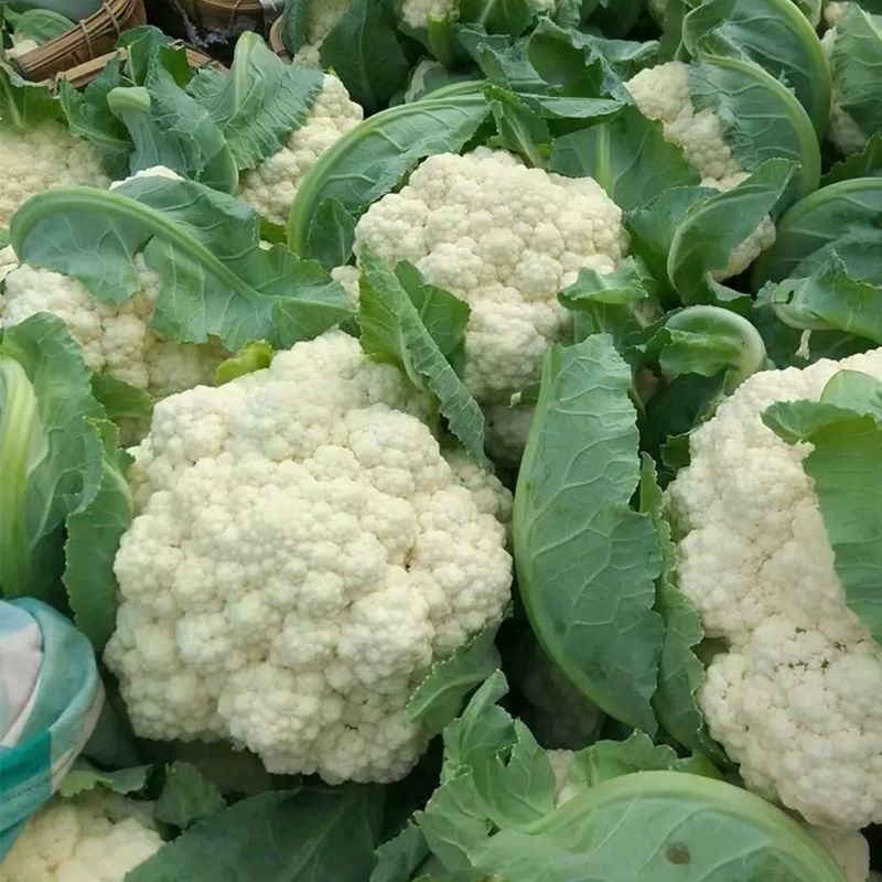 花菜种子白雪公主花菜种子农家易种植早熟洁白球紧花菜种子