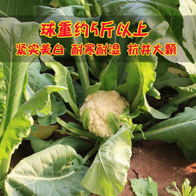 花菜种子白雪公主花菜种子农家易种植早熟洁白球紧花菜种子