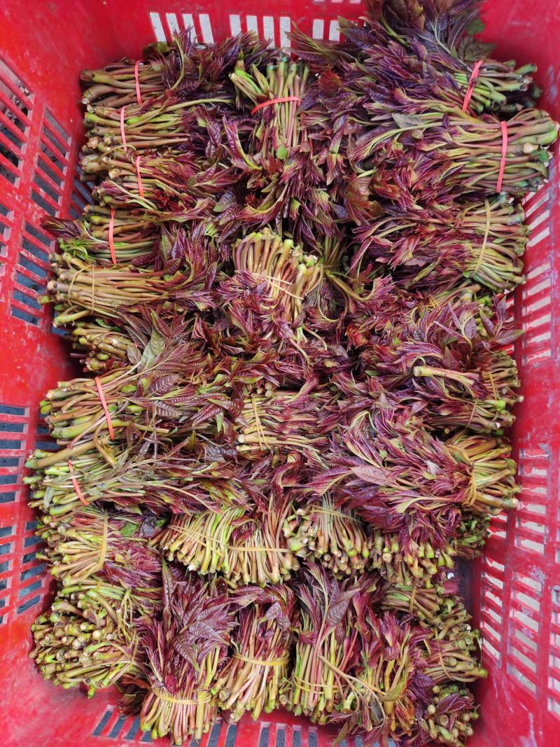 香椿芽