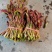 香椿芽