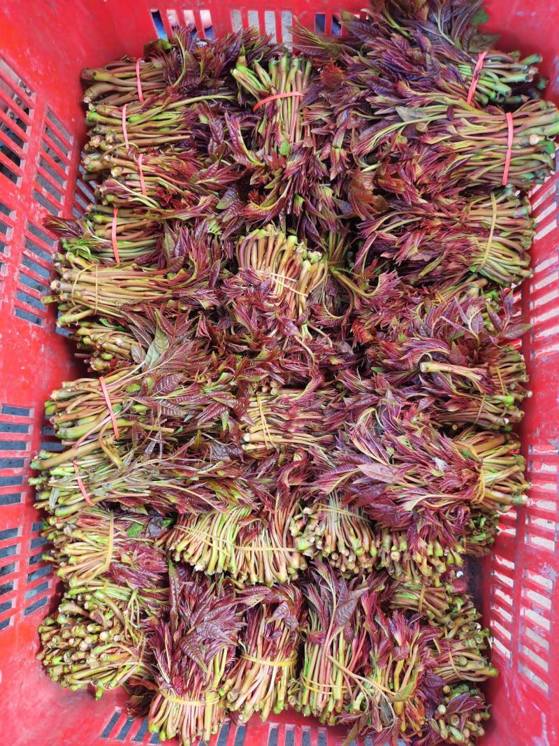 香椿芽