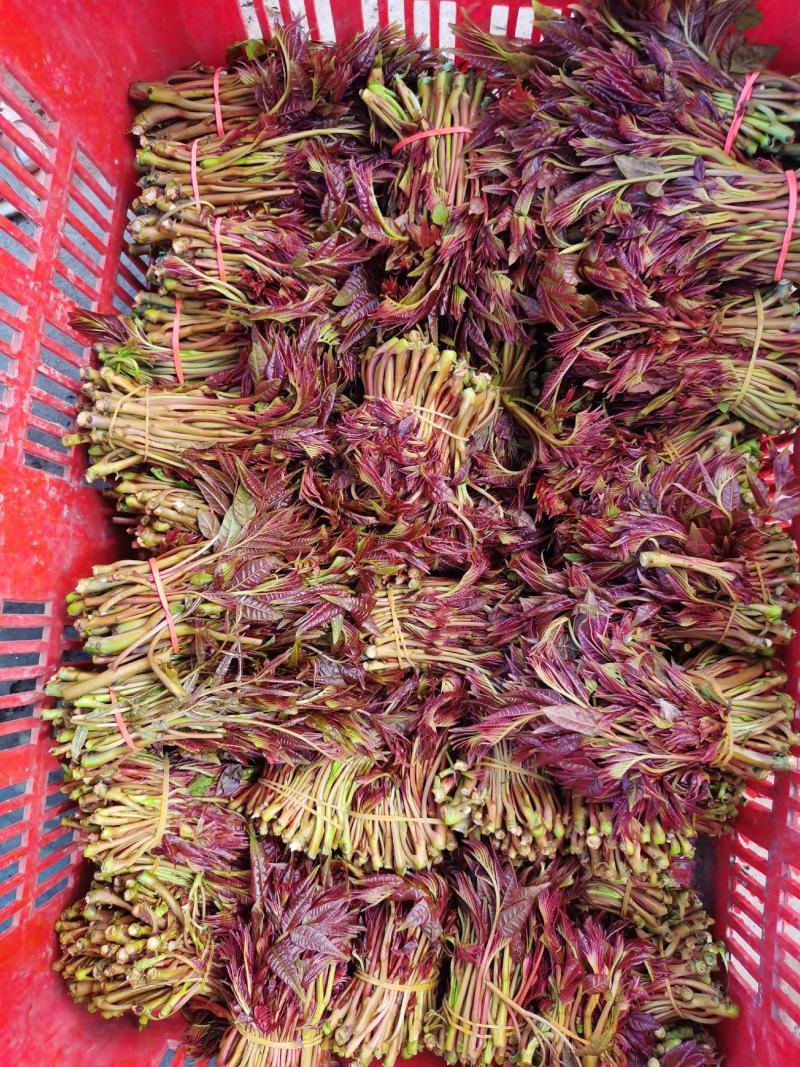 香椿芽