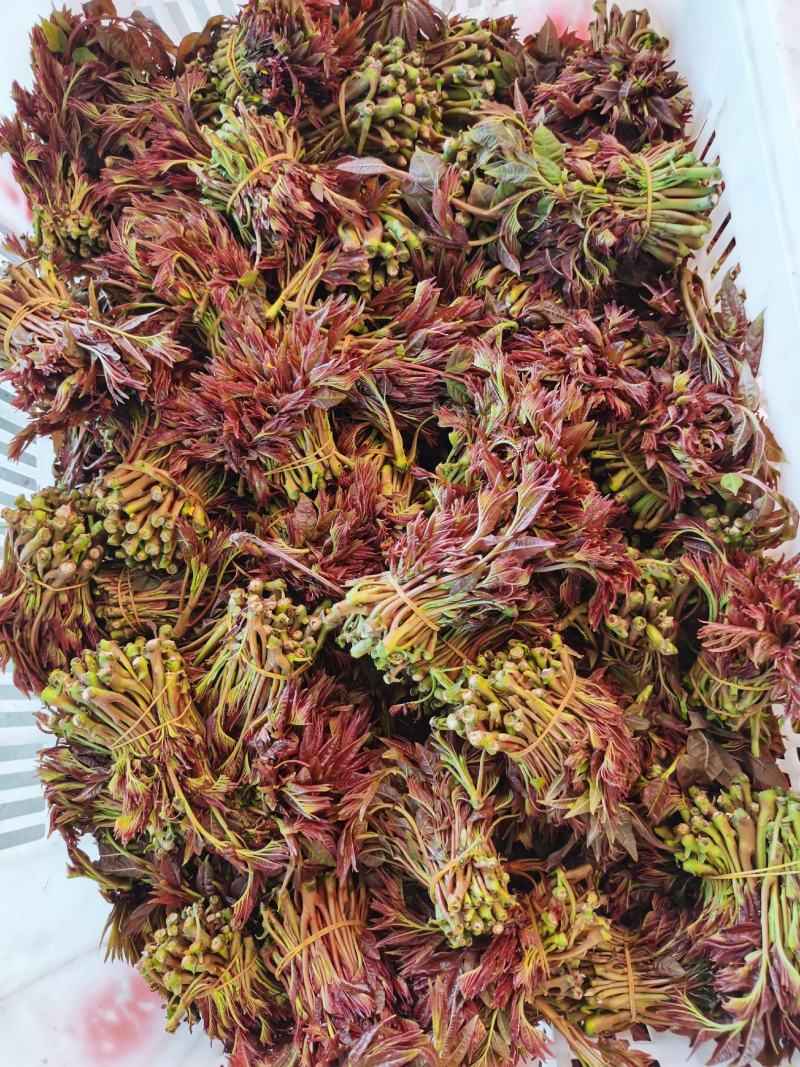 香椿芽