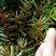 曼地亚红豆杉红豆杉苗盆景植物东北耐寒公母带果发货退林还耕