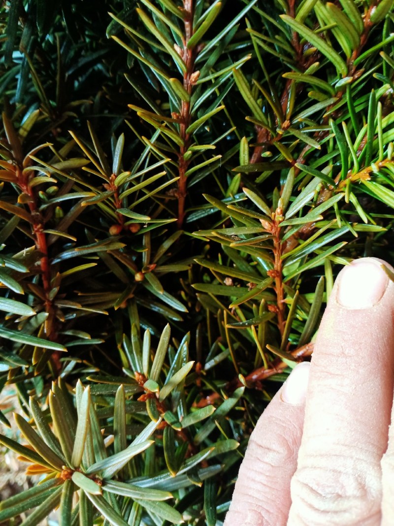 曼地亚红豆杉红豆杉苗盆景植物东北耐寒公母带果发货退林还耕