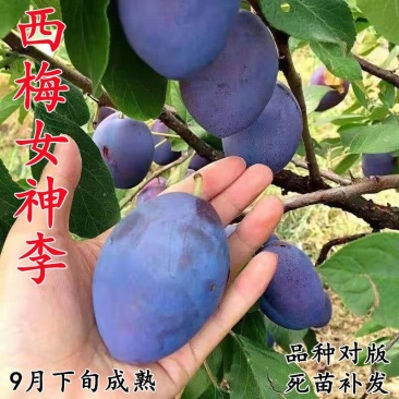 法兰西梅皇后女神李子树苗嫁接西梅李子苗当年挂果李子树苗包