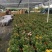 清明节祭祖扫墓专用特级黄白黄白菊花金雀花盆栽耐热基地直发
