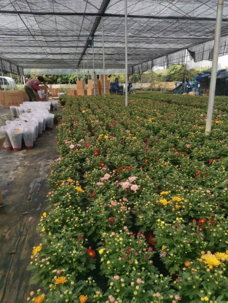 清明节祭祖扫墓专用特级黄白黄白菊花金雀花盆栽耐热基地直发