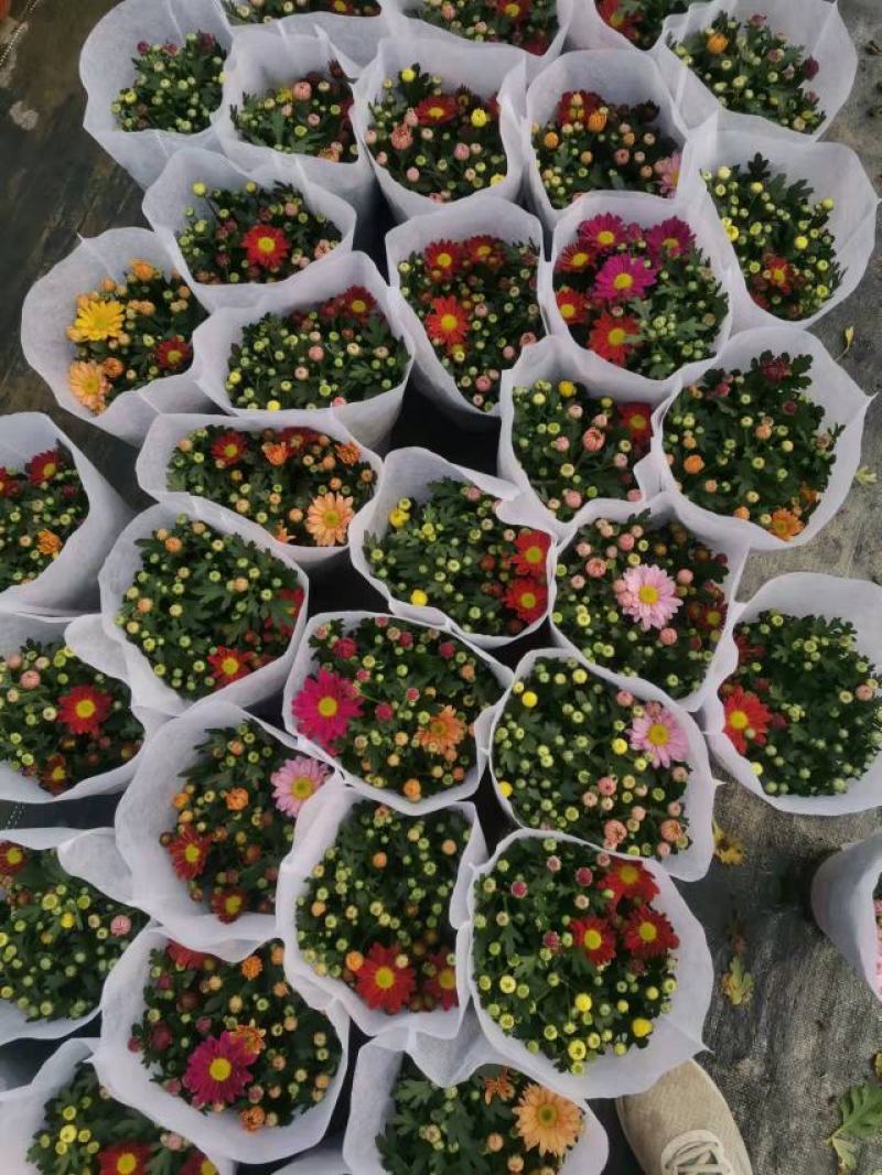 清明节祭祖扫墓专用特级黄白黄白菊花金雀花盆栽耐热基地直发