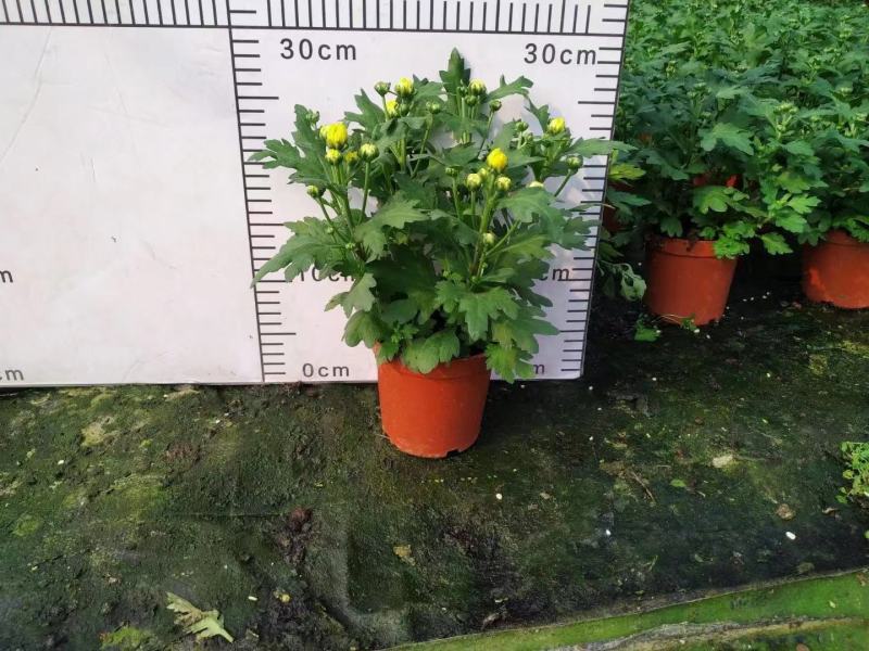 清明节祭祖扫墓专用特级黄白黄白菊花金雀花盆栽耐热基地直发