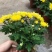 清明节祭祖扫墓专用特级黄白黄白菊花金雀花盆栽耐热基地直发