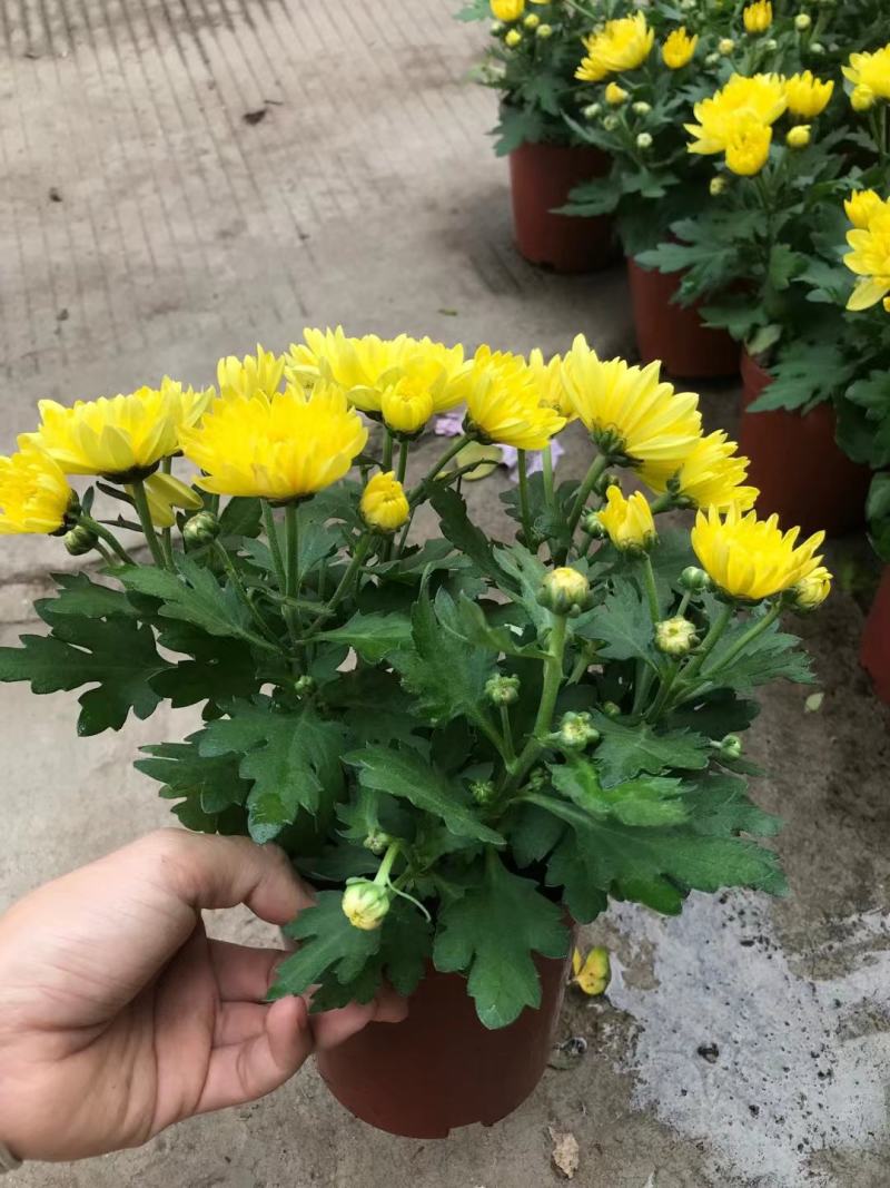 清明节祭祖扫墓专用特级黄白黄白菊花金雀花盆栽耐热基地直发