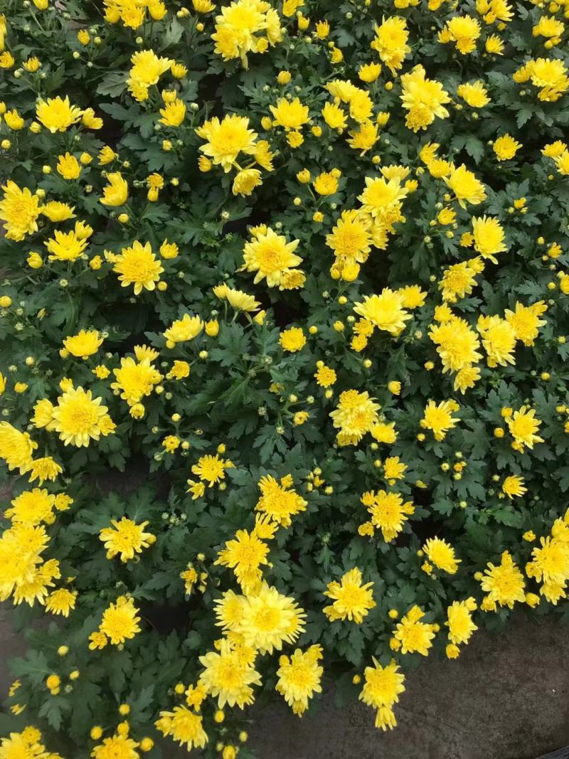 清明节祭祖扫墓专用特级黄白黄白菊花金雀花盆栽耐热基地直发