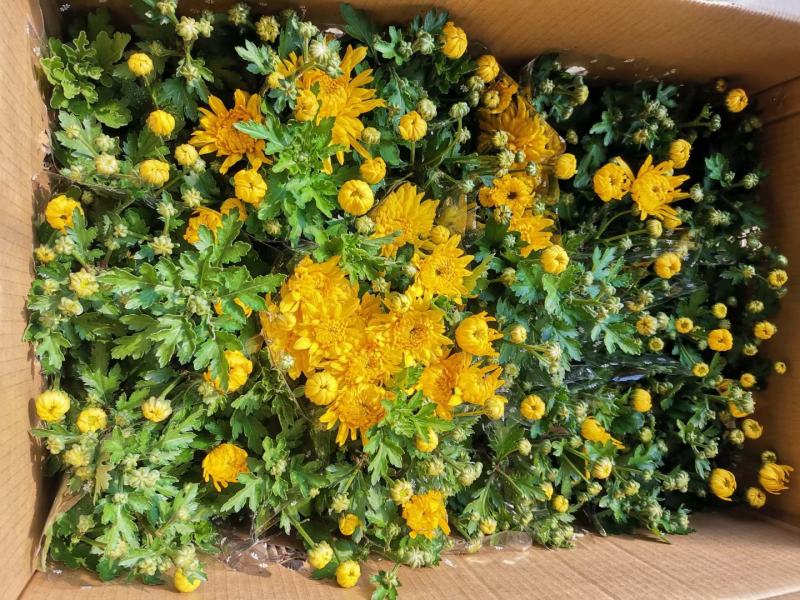 清明节祭祖扫墓专用特级黄白黄白菊花金雀花盆栽耐热基地直发
