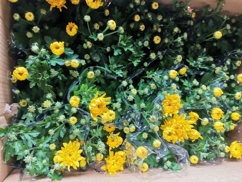 清明节祭祖扫墓专用特级黄白黄白菊花金雀花盆栽耐热基地直发
