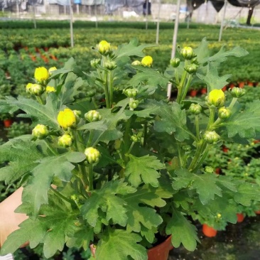清明节祭祖扫墓专用特级黄白黄白菊花金雀花盆栽耐热基地直发