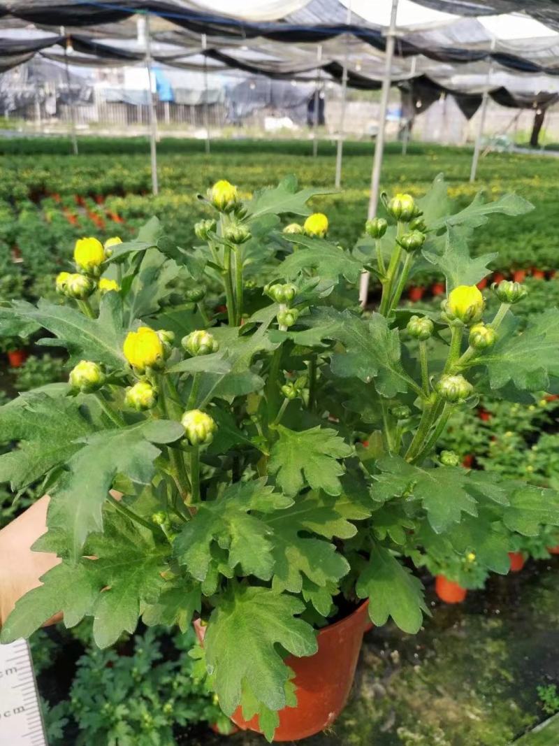 清明节祭祖扫墓专用特级黄白黄白菊花金雀花盆栽耐热基地直发