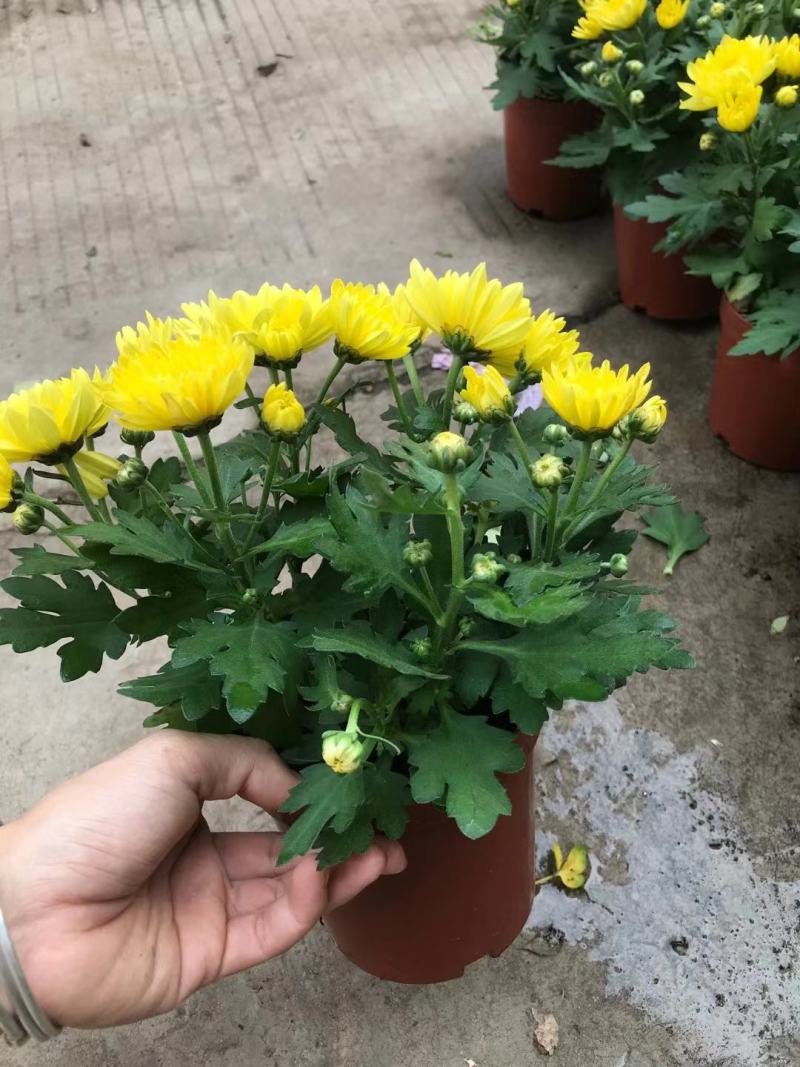 清明节祭祖扫墓专用特级黄白黄白菊花金雀花盆栽耐热基地直发