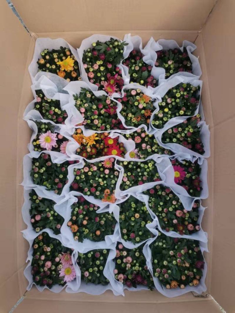 清明节祭祖扫墓专用特级黄白黄白菊花金雀花盆栽耐热基地直发