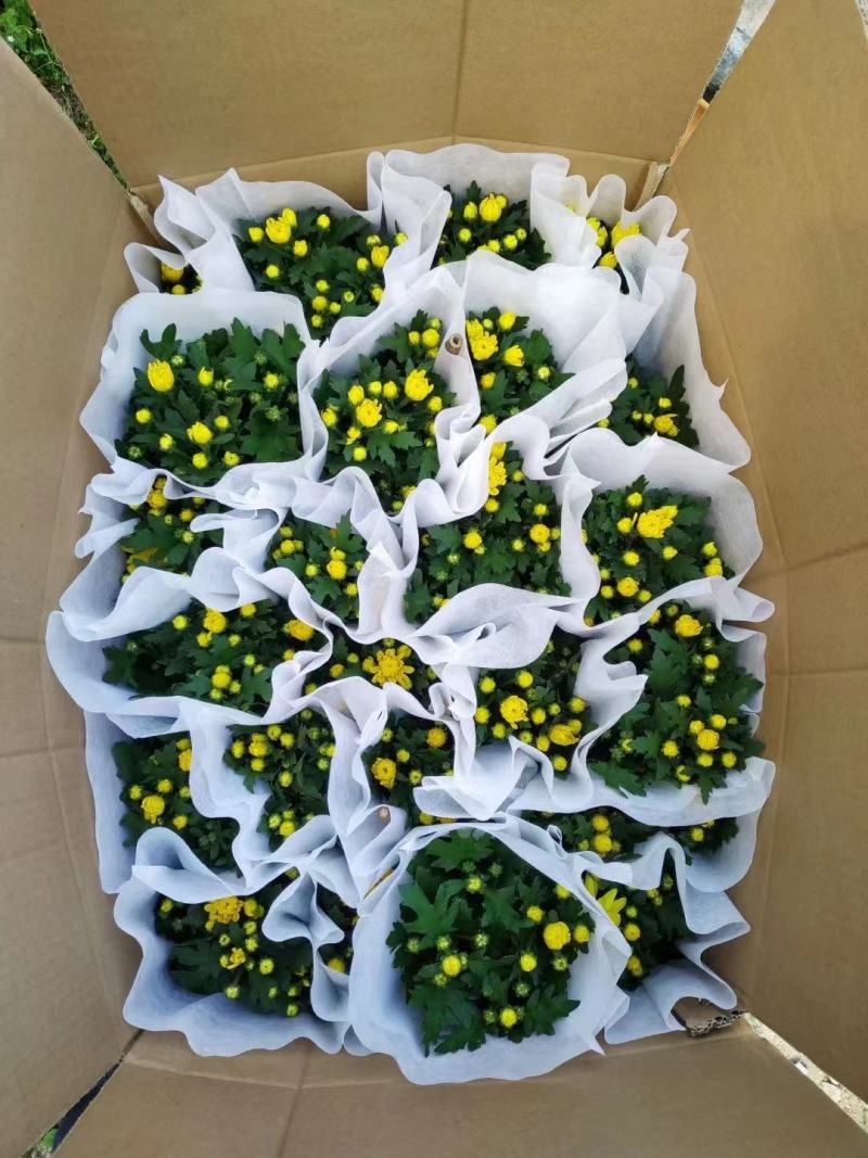 清明节祭祖扫墓专用特级黄白黄白菊花金雀花盆栽耐热基地直发
