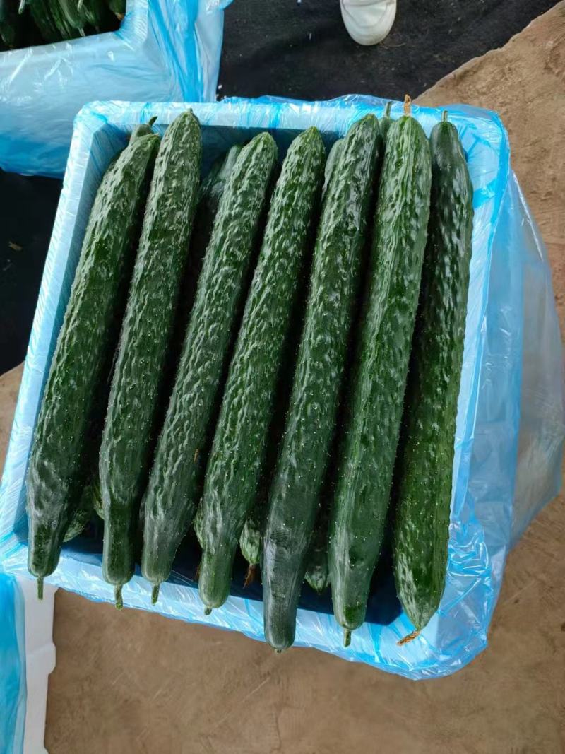 辣椒，西红柿，黄瓜，豆，年中上市，寻合作老板