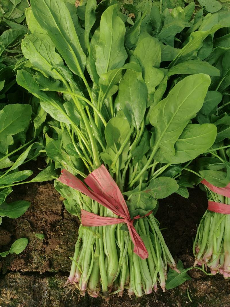 乐亭冷棚杆菠菜，直立性好，叶片油绿，干净净根，小捆菠菜