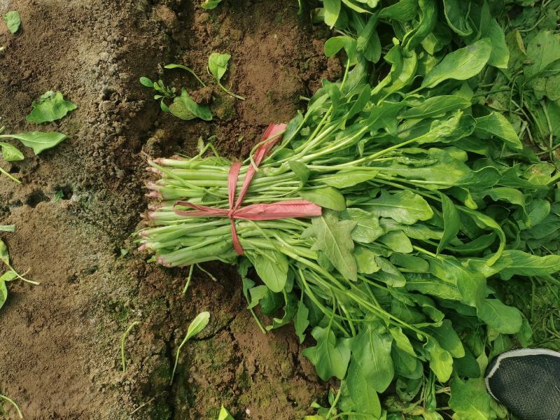乐亭冷棚杆菠菜，直立性好，叶片油绿，干净净根，小捆菠菜