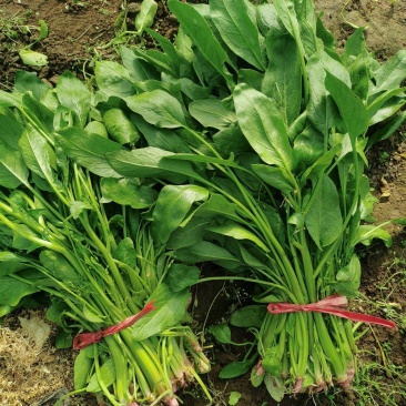 乐亭冷棚杆菠菜，直立性好，叶片油绿，干净净根，小捆菠菜