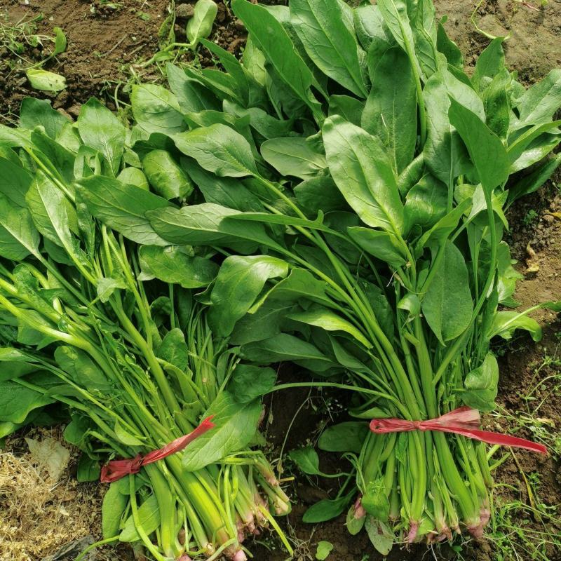 乐亭冷棚杆菠菜，直立性好，叶片油绿，干净净根，小捆菠菜