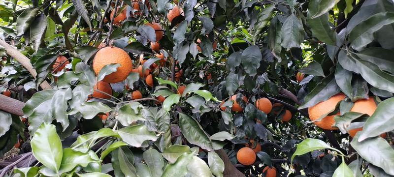 四川产地塔罗科血橙橙子品质保证内外血丝明显果大汁多，