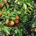 四川产地塔罗科血橙橙子品质保证内外血丝明显果大汁多，